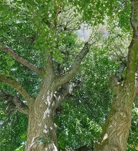 La Ferme Du Tilleul Maison d'hôtes 3*